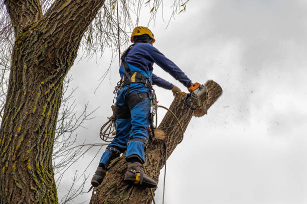 Best Storm Damage Tree Cleanup  in Desert Palms, CA
