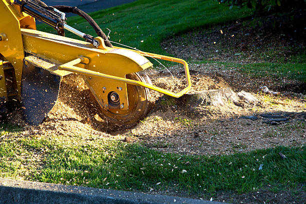 Best Lawn Grading and Leveling  in Desert Palms, CA