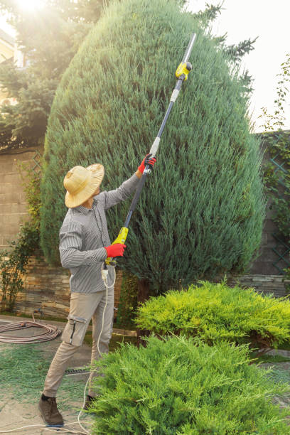 Best Lawn Irrigation Installation and Maintenance  in Desert Palms, CA